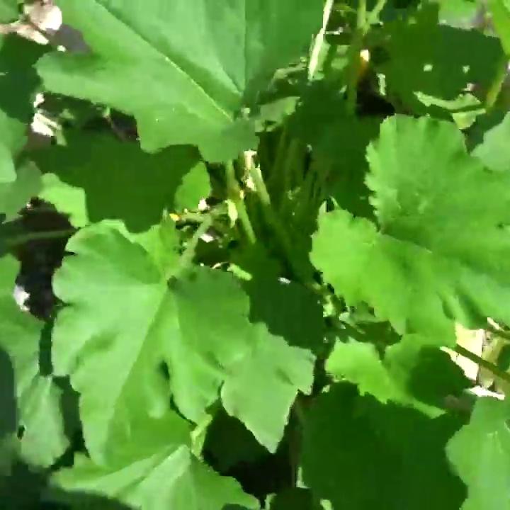Aspen Rae Pussy Fuck with Big Zucchini Video Leaked